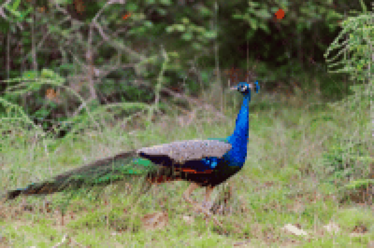 Bundala National Park, Sri Lanka