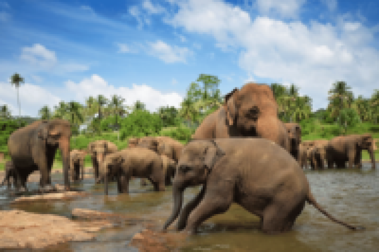 Pinnawala Elephant Orphanage, Sri Lanka