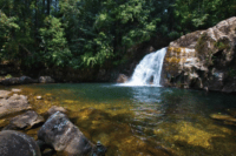 Sinharaja Rainforest, Sri Lanka