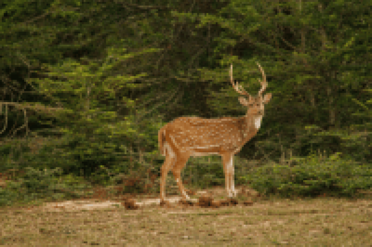 Wilpattu National Park, Sri Lanka