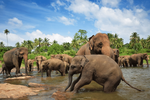 Pinnawala Elephant Orphanage