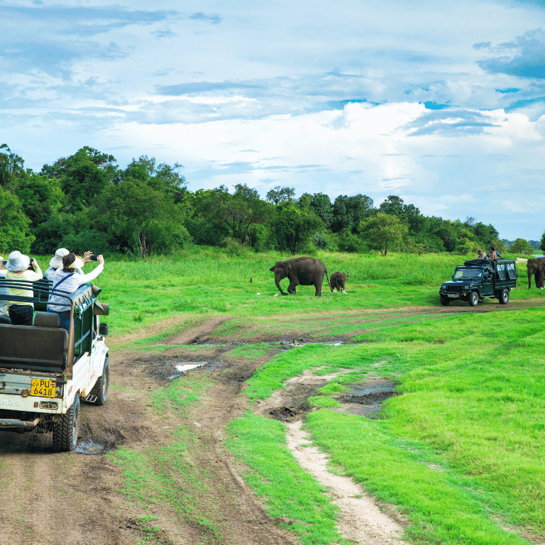 Safari, sri lanka